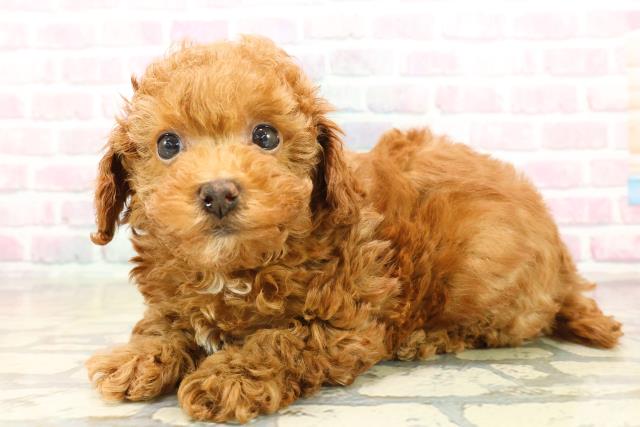 千葉県のトイプードル(トイ) (Coo&RIKU市原店/2025年10月11日生まれ/女の子/レッド)の子犬の2枚目の画像