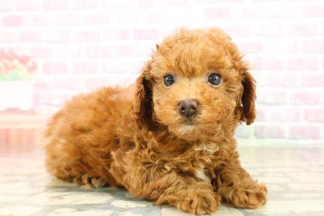 千葉県のトイプードル(トイ) (Coo&RIKU市原店/2025年10月11日生まれ/女の子/レッド)の子犬の3枚目の画像