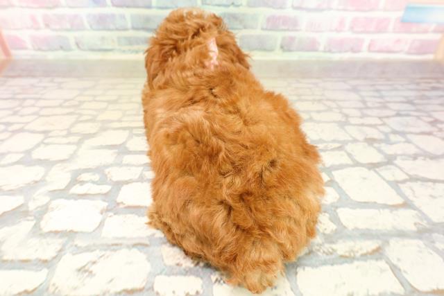 千葉県のトイプードル(トイ) (Coo&RIKU市原店/2025年10月11日生まれ/女の子/レッド)の子犬の4枚目の画像