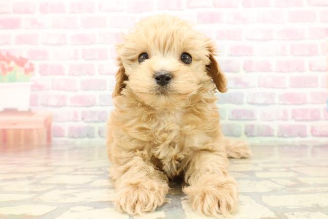 新潟県のマルプー(マルチーズ×プードル) (Coo&RIKUイオンモール新発田店/2025年10月12日生まれ/女の子/アプリコット)の子犬