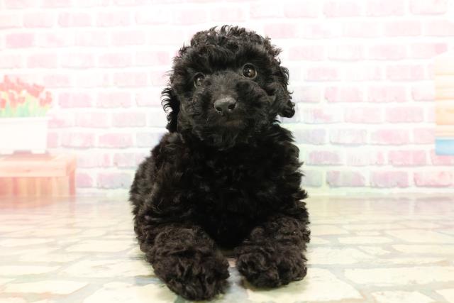 千葉県のトイプードル(トイ) (Coo&RIKU木更津店/2025年10月13日生まれ/男の子/ブラック)の子犬の1枚目の画像