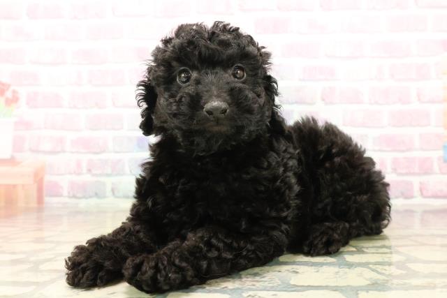千葉県のトイプードル(トイ) (Coo&RIKU木更津店/2025年10月13日生まれ/男の子/ブラック)の子犬の2枚目の画像