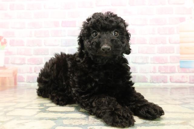 千葉県のトイプードル(トイ) (Coo&RIKU木更津店/2025年10月13日生まれ/男の子/ブラック)の子犬の3枚目の画像