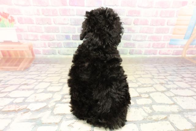千葉県のトイプードル(トイ) (Coo&RIKU木更津店/2025年10月13日生まれ/男の子/ブラック)の子犬の4枚目の画像