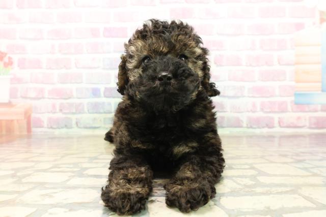 千葉県のトイプードル(トイ) (Coo&RIKU八街店/2025年10月13日生まれ/女の子/ブリンドル)の子犬の1枚目の画像