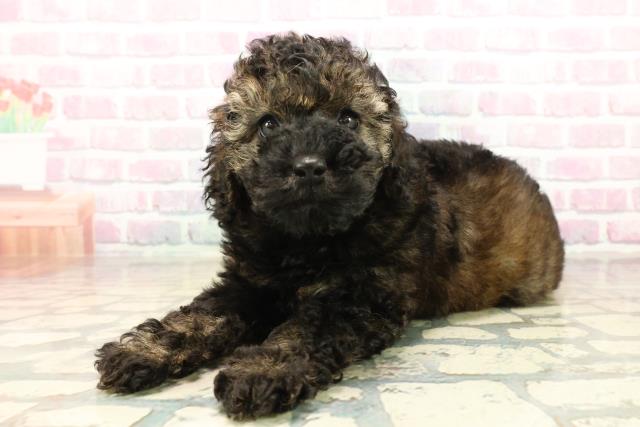 千葉県のトイプードル(トイ) (Coo&RIKU八街店/2025年10月13日生まれ/女の子/ブリンドル)の子犬の2枚目の画像