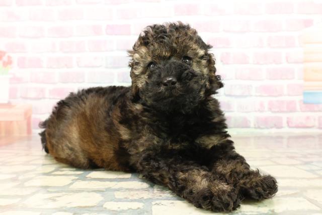 千葉県のトイプードル(トイ) (Coo&RIKU八街店/2025年10月13日生まれ/女の子/ブリンドル)の子犬の3枚目の画像