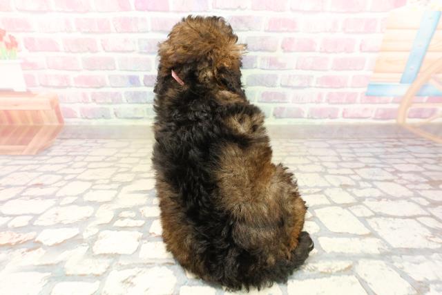 千葉県のトイプードル(トイ) (Coo&RIKU八街店/2025年10月13日生まれ/女の子/ブリンドル)の子犬の4枚目の画像