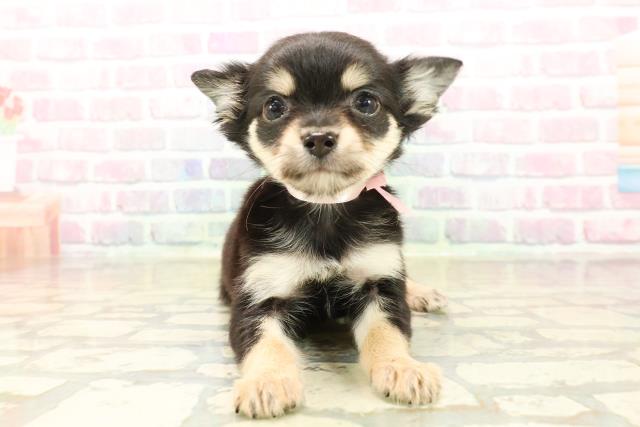 北海道のチワワ(ロング) (Coo&RIKU札幌東店/2025年10月9日生まれ/女の子/ブラックタン)の子犬の1枚目の画像