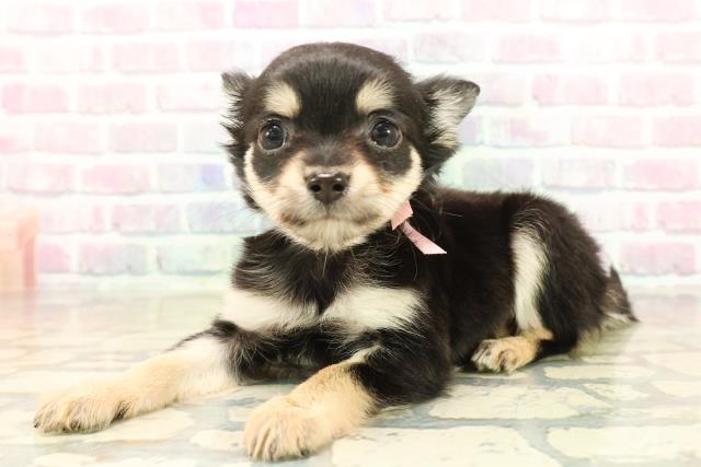 北海道のチワワ(ロング) (Coo&RIKU札幌東店/2025年10月9日生まれ/女の子/ブラックタン)の子犬の2枚目の画像