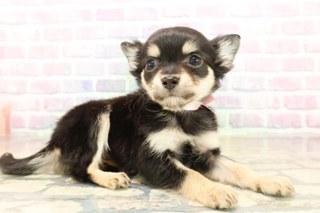 北海道のチワワ(ロング) (Coo&RIKU札幌東店/2025年10月9日生まれ/女の子/ブラックタン)の子犬の3枚目の画像