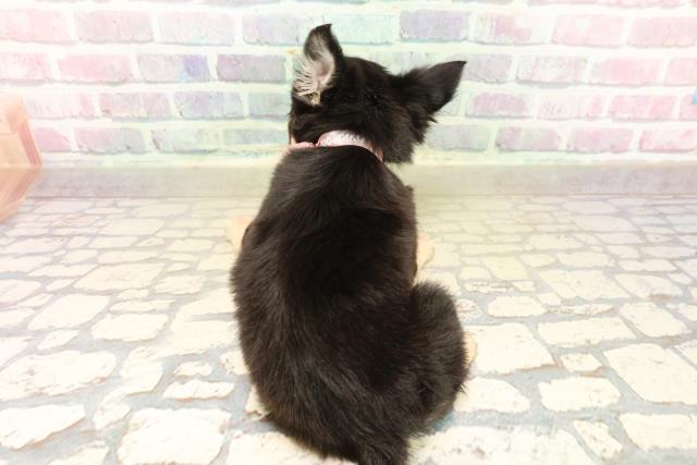 北海道のチワワ(ロング) (Coo&RIKU札幌東店/2025年10月9日生まれ/女の子/ブラックタン)の子犬の4枚目の画像