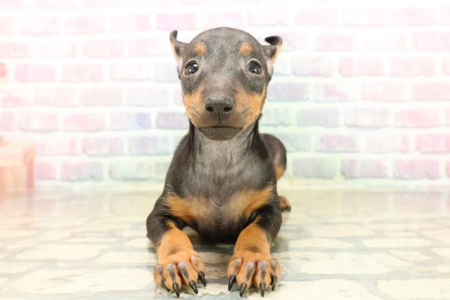 東京都のトイマンチェスターテリア (Coo&RIKU三軒茶屋店/2025年10月13日生まれ/女の子/ブラックタン)の子犬の1枚目の画像