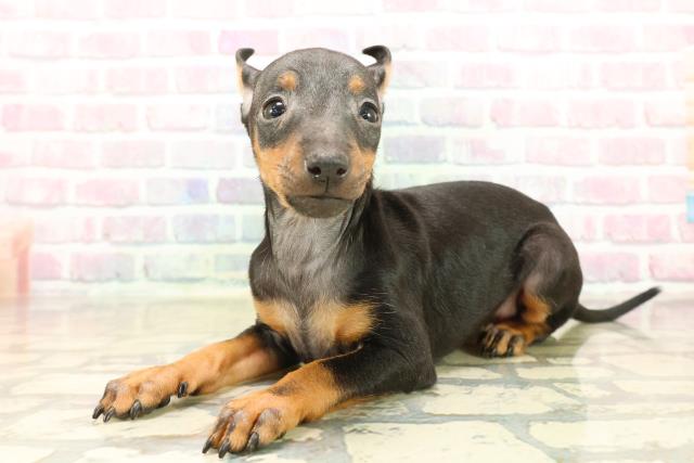 東京都のトイマンチェスターテリア (Coo&RIKU三軒茶屋店/2025年10月13日生まれ/女の子/ブラックタン)の子犬の2枚目の画像