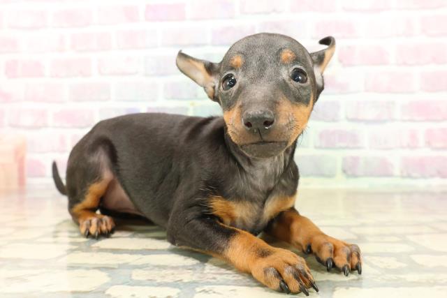 東京都のトイマンチェスターテリア (Coo&RIKU三軒茶屋店/2025年10月13日生まれ/女の子/ブラックタン)の子犬の3枚目の画像