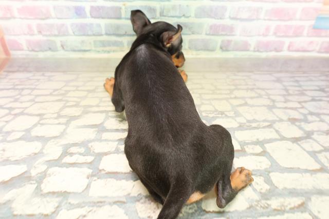 東京都のトイマンチェスターテリア (Coo&RIKU三軒茶屋店/2025年10月13日生まれ/女の子/ブラックタン)の子犬の4枚目の画像