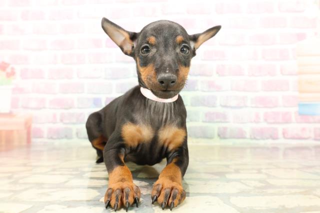 東京都のトイマンチェスターテリア (Coo&RIKU武蔵小山店/2025年10月13日生まれ/女の子/ブラックタン)の子犬