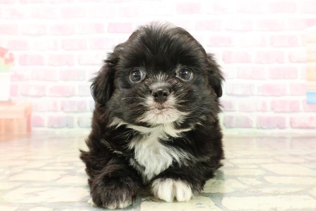 長野県のプーズー/プーシーズ(プードル×シーズー) (Coo&RIKU松本店/2025年10月13日生まれ/男の子/ブラックホワイト)の子犬