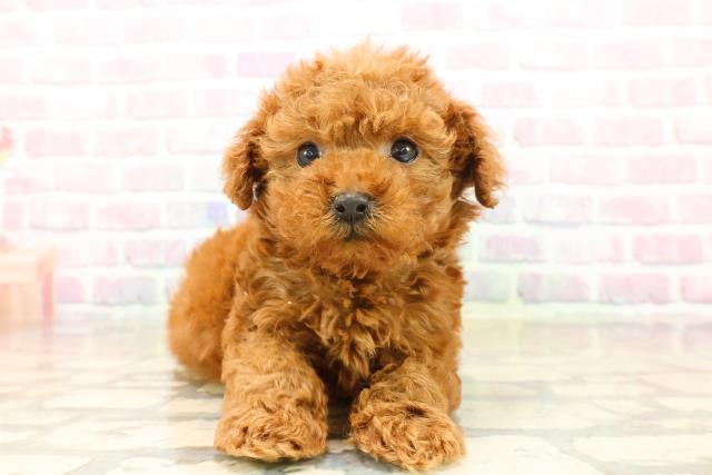 茨城県のトイプードル(トイ) (Coo&RIKU筑西店/2025年10月12日生まれ/男の子/レッド)の子犬