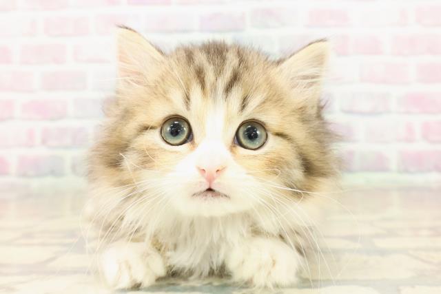 東京都のマンチカン (Coo&RIKU武蔵小山店/2025年10月11日生まれ/女の子/ブラウンパッチドタビーホワイト)の子猫