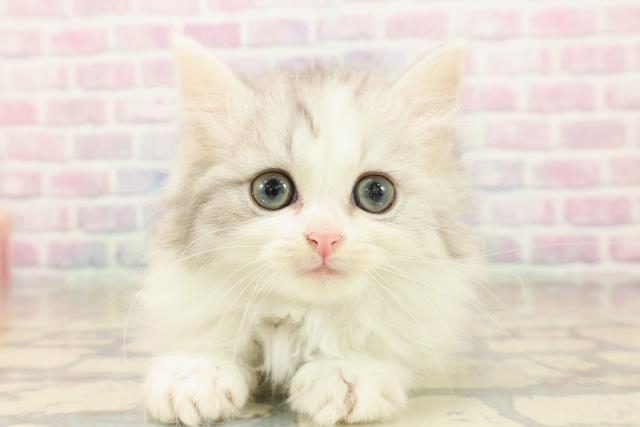 石川県のマンチカン (Coo&RIKUイオン野々市南店/2025年10月11日生まれ/女の子/シルバータビーホワイト)の子猫の1枚目の画像