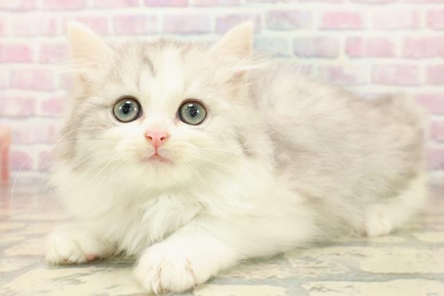 石川県のマンチカン (Coo&RIKUイオン野々市南店/2025年10月11日生まれ/女の子/シルバータビーホワイト)の子猫の2枚目の画像