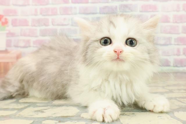 石川県のマンチカン (Coo&RIKUイオン野々市南店/2025年10月11日生まれ/女の子/シルバータビーホワイト)の子猫の3枚目の画像