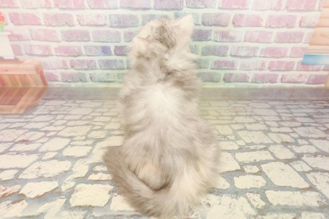 石川県のマンチカン (Coo&RIKUイオン野々市南店/2025年10月11日生まれ/女の子/シルバータビーホワイト)の子猫の4枚目の画像