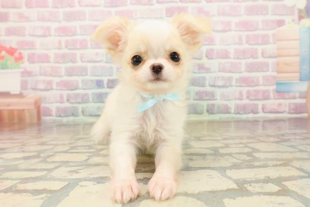 北海道のチワワ(ロング) (Coo&RIKU室蘭店/2025年10月13日生まれ/男の子/クリームホワイト)の子犬の1枚目の画像