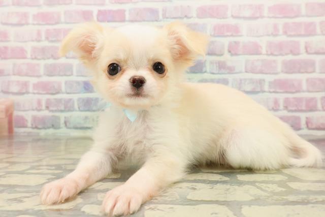 北海道のチワワ(ロング) (Coo&RIKU室蘭店/2025年10月13日生まれ/男の子/クリームホワイト)の子犬の2枚目の画像