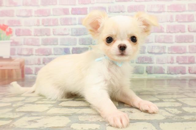 北海道のチワワ(ロング) (Coo&RIKU室蘭店/2025年10月13日生まれ/男の子/クリームホワイト)の子犬の3枚目の画像