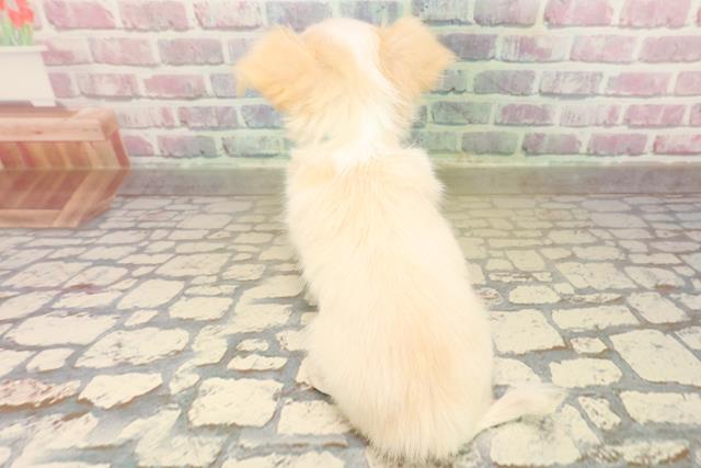 北海道のチワワ(ロング) (Coo&RIKU室蘭店/2025年10月13日生まれ/男の子/クリームホワイト)の子犬の4枚目の画像