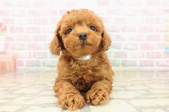 千葉県のトイプードル(トイ) (Coo&RIKU八街店/2025年10月14日生まれ/男の子/レッド)の子犬の1枚目の画像