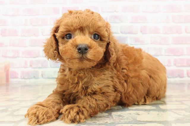 千葉県のトイプードル(トイ) (Coo&RIKU八街店/2025年10月14日生まれ/男の子/レッド)の子犬の2枚目の画像