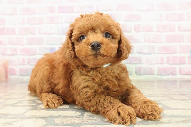 千葉県のトイプードル(トイ) (Coo&RIKU八街店/2025年10月14日生まれ/男の子/レッド)の子犬の3枚目の画像