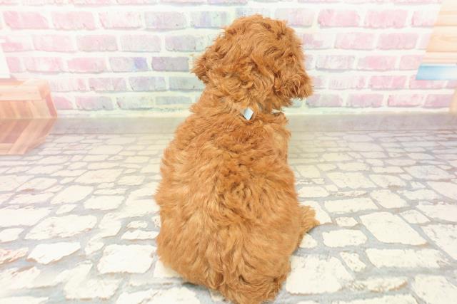 千葉県のトイプードル(トイ) (Coo&RIKU八街店/2025年10月14日生まれ/男の子/レッド)の子犬の4枚目の画像