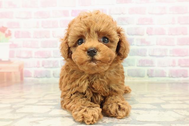 群馬県のトイプードル(トイ) (Coo&RIKU前橋店/2025年10月14日生まれ/女の子/レッド)の子犬