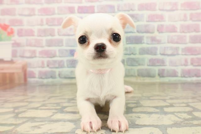 東京都のチワワ(スムース) (Coo&RIKU赤坂店/2025年10月10日生まれ/女の子/クリーム)の子犬の1枚目の画像