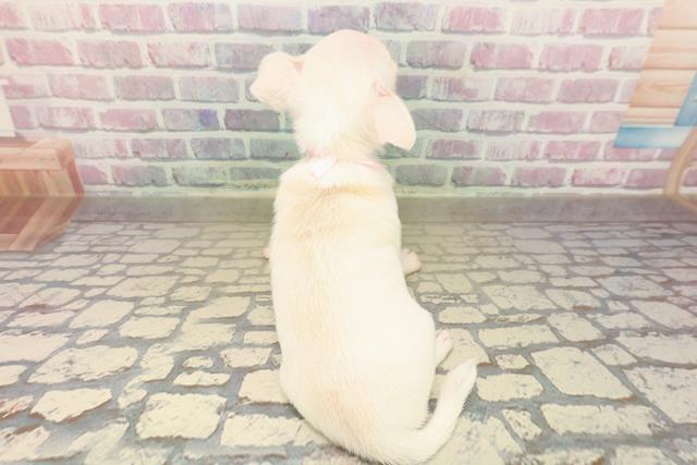 東京都のチワワ(スムース) (Coo&RIKU赤坂店/2025年10月10日生まれ/女の子/クリーム)の子犬の4枚目の画像