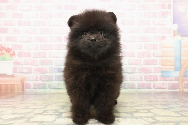 神奈川県のポメラニアン (Coo&RIKU秦野店/2025年10月13日生まれ/男の子/ブラック)の子犬