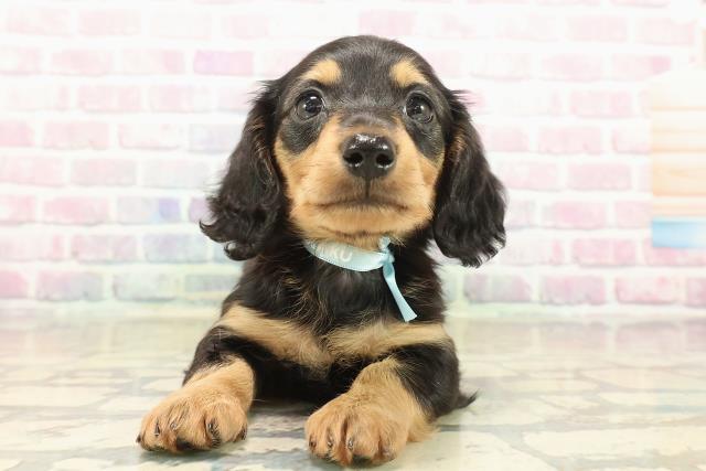 神奈川県のカニンヘンダックスフンド(ロング) (Coo&RIKU秦野店/2025年10月10日生まれ/男の子/ブラックタン)の子犬