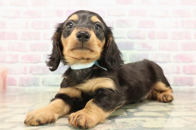 神奈川県のカニンヘンダックスフンド(ロング) (Coo&RIKU秦野店/2025年10月10日生まれ/男の子/ブラックタン)の子犬の2枚目の画像