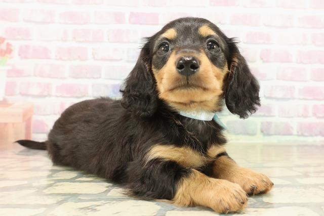 神奈川県のカニンヘンダックスフンド(ロング) (Coo&RIKU秦野店/2025年10月10日生まれ/男の子/ブラックタン)の子犬の3枚目の画像