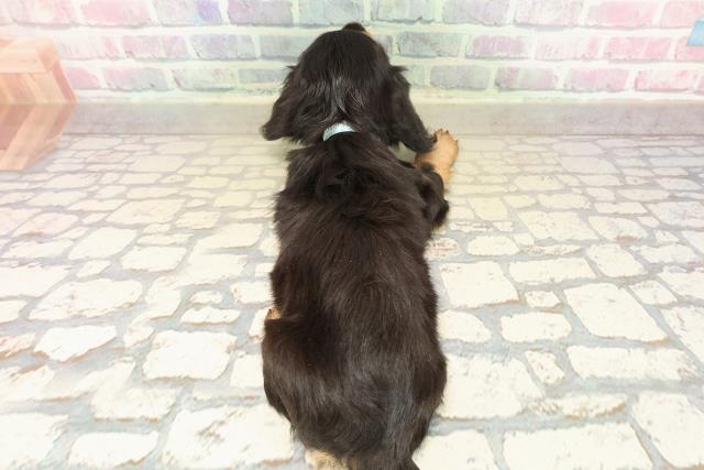 神奈川県のカニンヘンダックスフンド(ロング) (Coo&RIKU秦野店/2025年10月10日生まれ/男の子/ブラックタン)の子犬の4枚目の画像