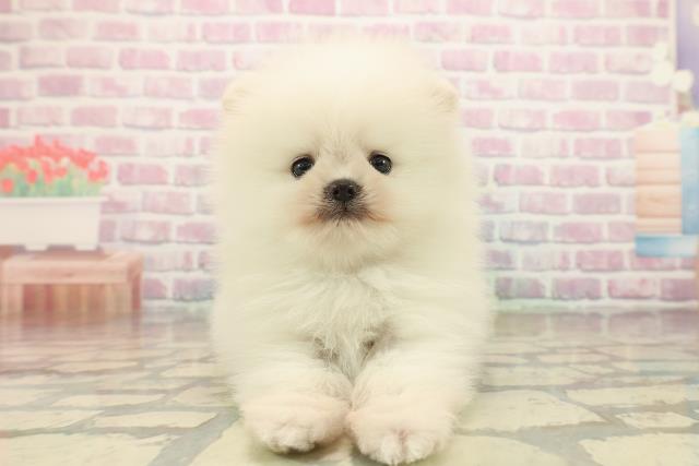 沖縄県のポメラニアン (Coo&RIKU沖縄浦添店/2025年10月14日生まれ/男の子/クリーム)の子犬の1枚目の画像