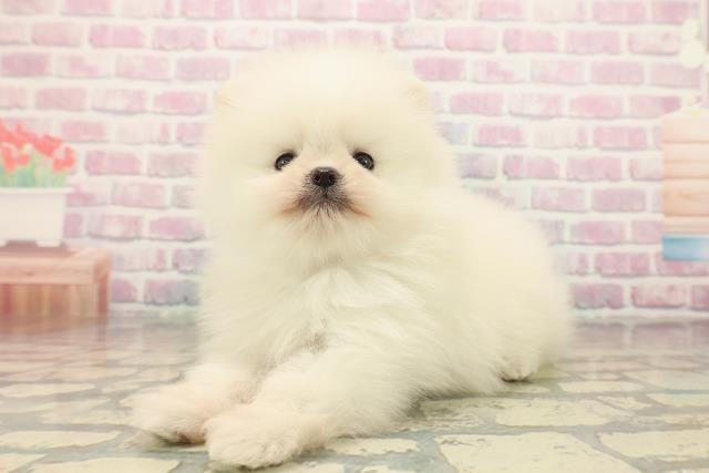 沖縄県のポメラニアン (Coo&RIKU沖縄浦添店/2025年10月14日生まれ/男の子/クリーム)の子犬の2枚目の画像