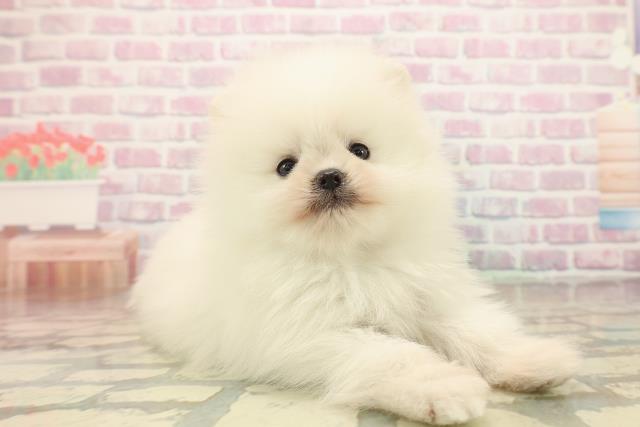 沖縄県のポメラニアン (Coo&RIKU沖縄浦添店/2025年10月14日生まれ/男の子/クリーム)の子犬の3枚目の画像
