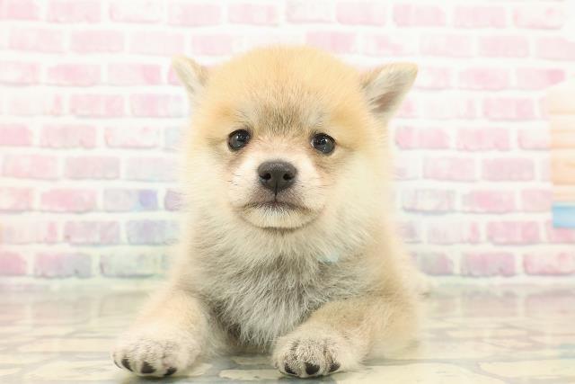 東京都のポメ柴/豆ポメ/ポメ豆柴(ポメラニアン×柴犬) (Coo&RIKU池袋西口店/2025年10月12日生まれ/男の子/赤)の子犬の1枚目の画像