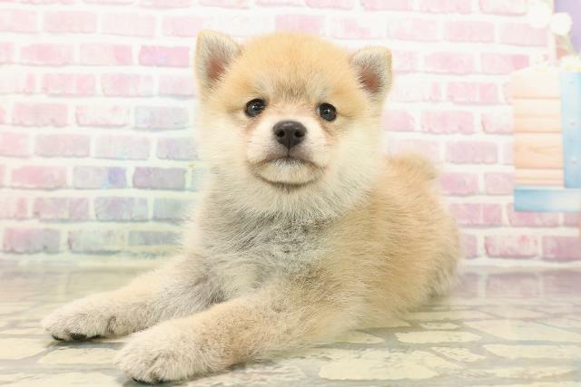 東京都のポメ柴/豆ポメ/ポメ豆柴(ポメラニアン×柴犬) (Coo&RIKU池袋西口店/2025年10月12日生まれ/男の子/赤)の子犬の2枚目の画像