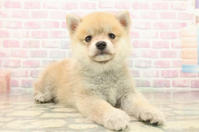 東京都のポメ柴/豆ポメ/ポメ豆柴(ポメラニアン×柴犬) (Coo&RIKU池袋西口店/2025年10月12日生まれ/男の子/赤)の子犬の3枚目の画像